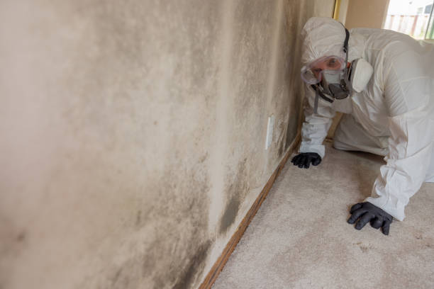 Best Residential Mold Inspection & Testing  in Bagdad, FL